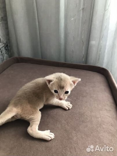 Абиссинские котята