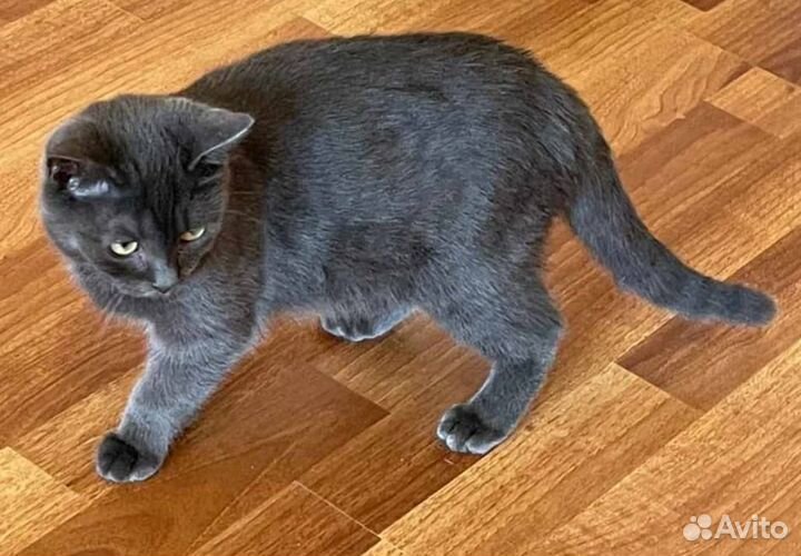 Британский котик