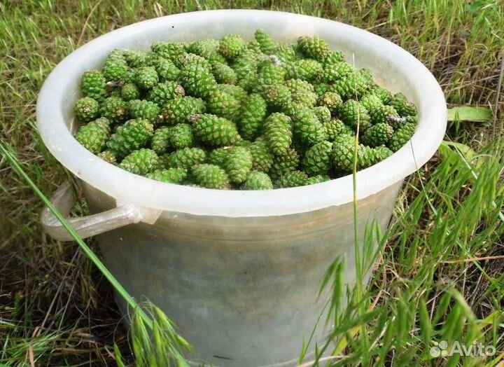 Шишки сосновые