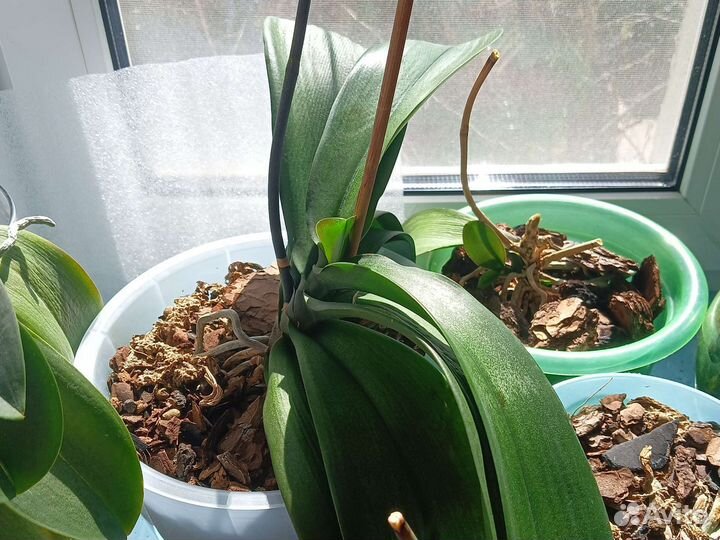 Орхидея фаленопсис