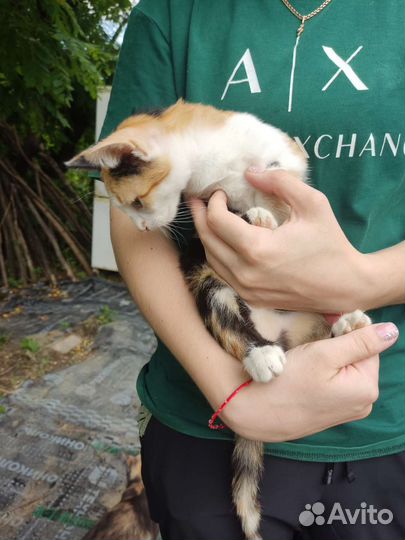 Котëнок в добрые руки