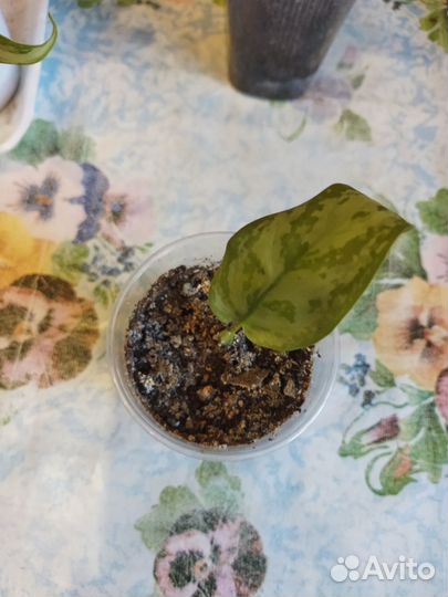 Аглаонема Сильвер куин