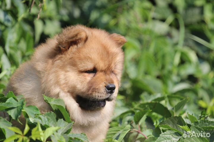 Красный мальчик