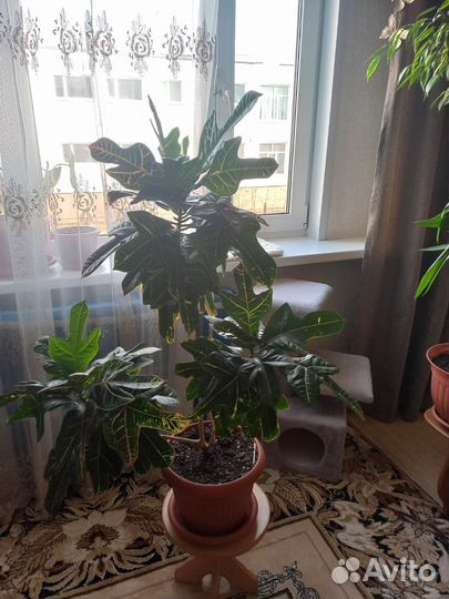 Комнатные цветы