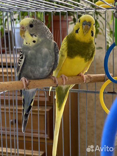 Волнистые попугаи