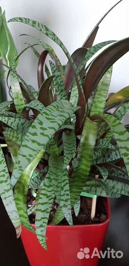 Драцена маргината, лидебурия