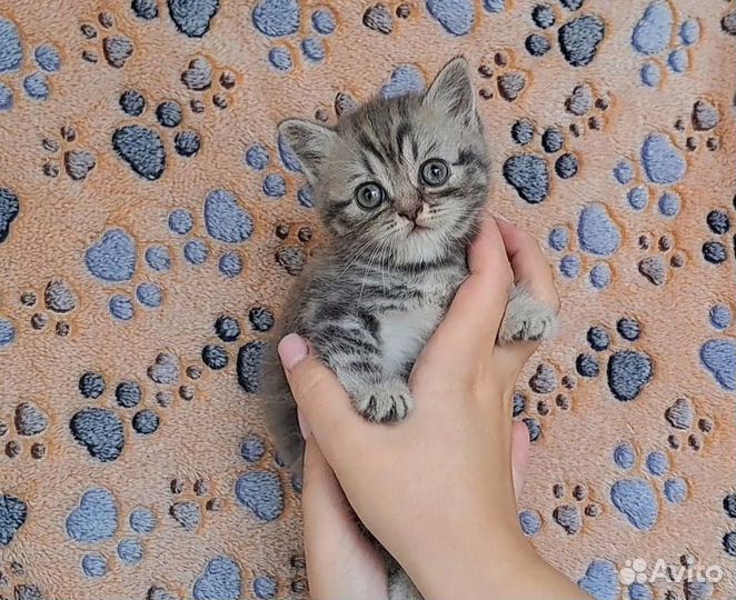 Шотландский котенок девочка, окрас 