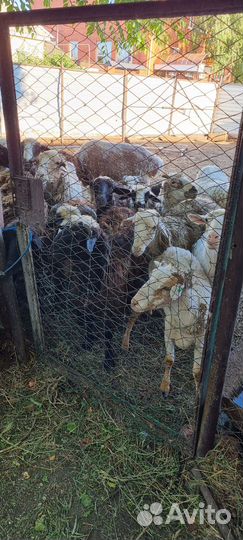 Овцы бараны