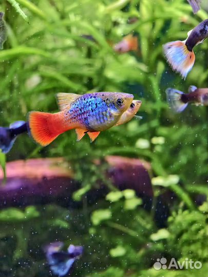 Аквариумные рыбки и растения