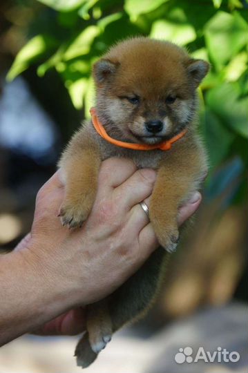 Сиба ину чудесные малышки