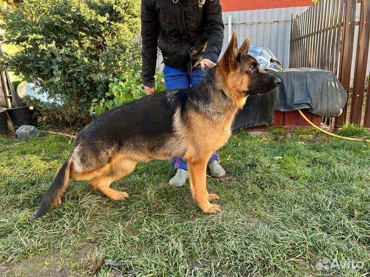 Немецкая овчарка вязка