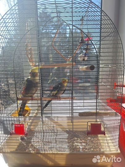 Попугай корелла пара с клеткой