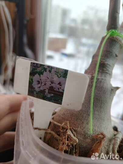 Адениум прививки