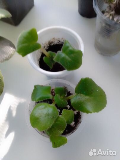 Фиалки крупноцветковые махровые сорта