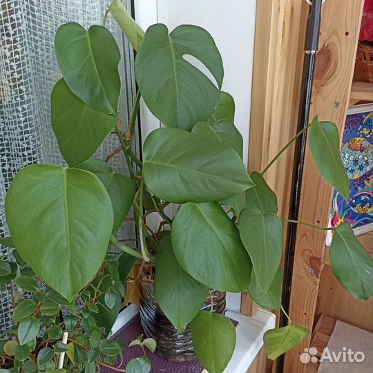Монстера лиана