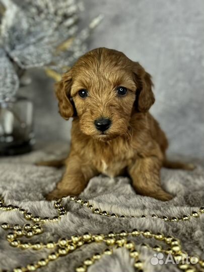 Карликовый пудель рэд браун