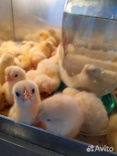 Вывод цыплят