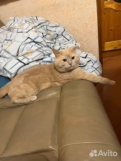 Потерялся кот 