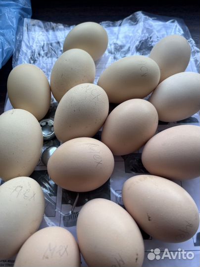 Цыплята и яйцо на инкубацию