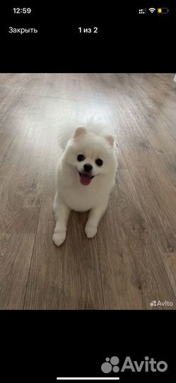 Шпиц мини мишка