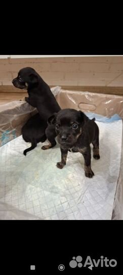 Мини той-терьер щенки