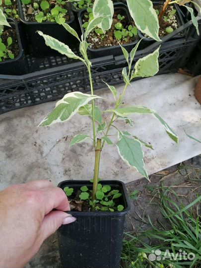 Дерен Аргентеомаргината,саженцы