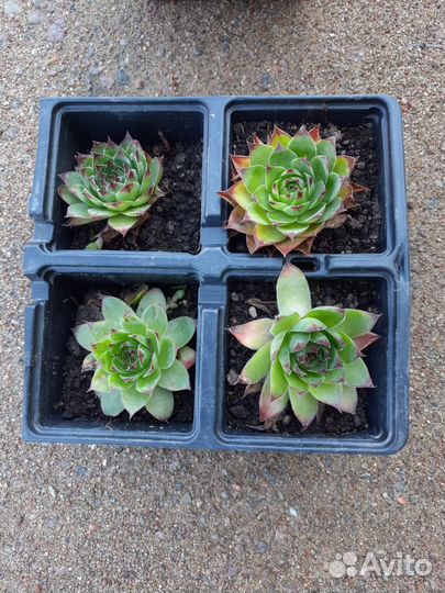 Каменная роза