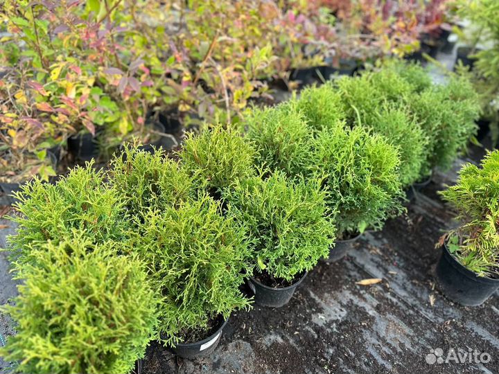 Туя тинни тим