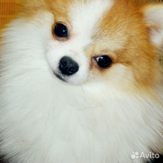 Щенки рыжий и бело-рыжий и взрослый рыжий шпиц