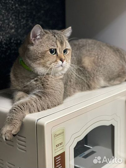 Британская кошка вязка