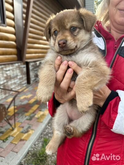 Отдам в добрые руки щенок девочка Марта