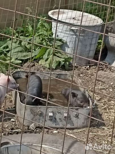 Вьетнамские поросята