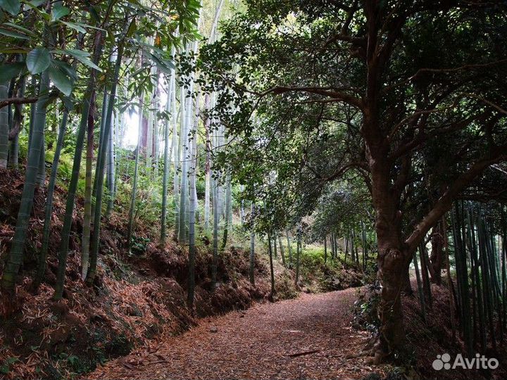 Экскурсия — Батуми — Необычная экскурсия по Батумс