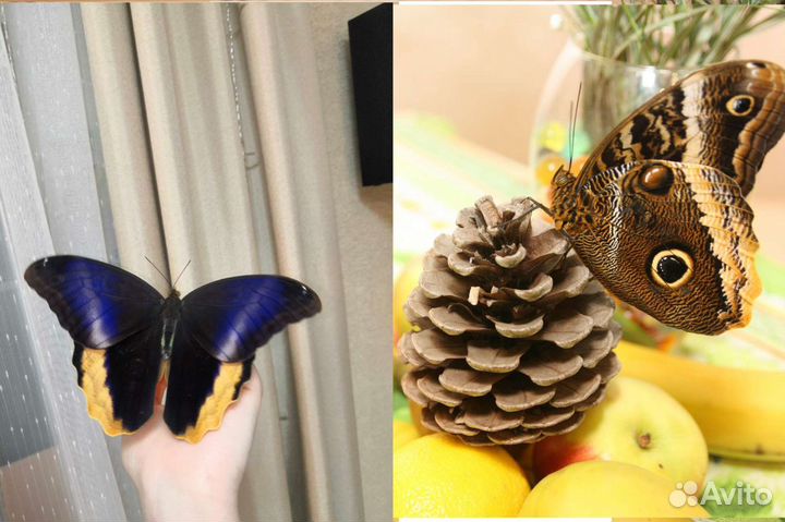 Ферма бабочек