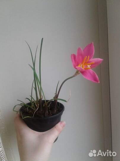 Зефирантес розовый в горшке