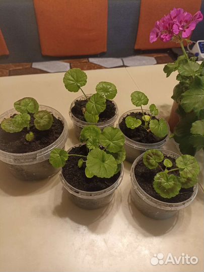 Пеларгония