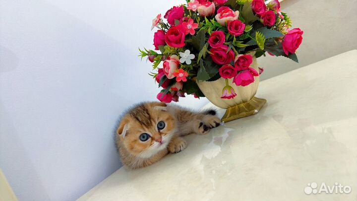 Кот золотая шиншилла