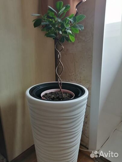 Эффектные комнатные растения