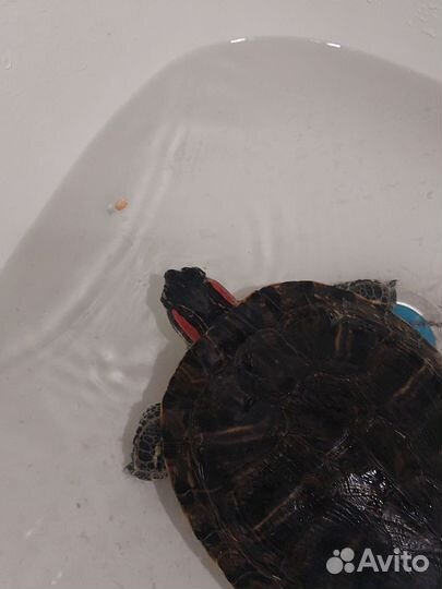 Красноухая черепаха бесплатно