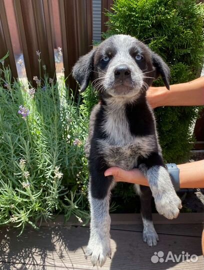 Голубоглазый щенок, бесплатно