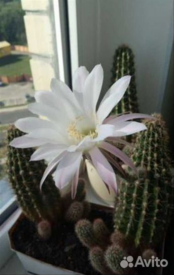 Кактус Эхинопсис (Echinopsis), белые цветы