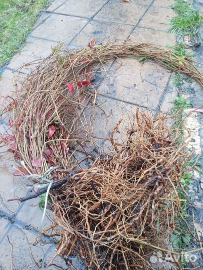 Саженцы девичьего винограда