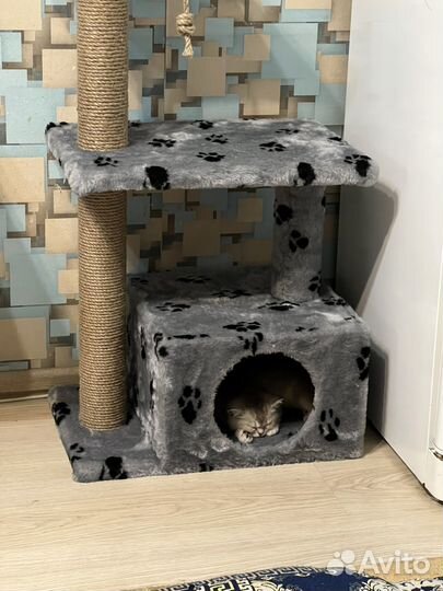 Шотландская