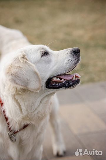 Фотограф анималист