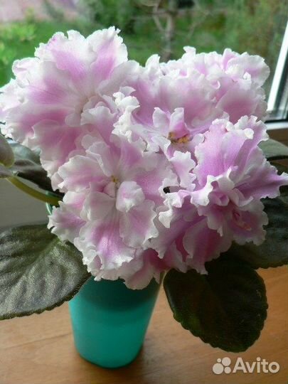 Цветущие сортовые фиалки, детки, укорененный лист