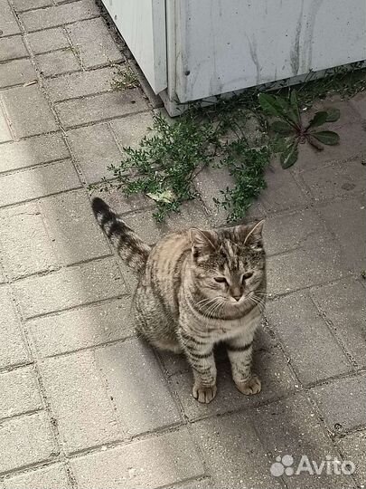 Ласковая кошка
