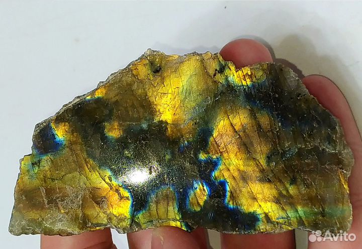 Лабрадор оранжевый