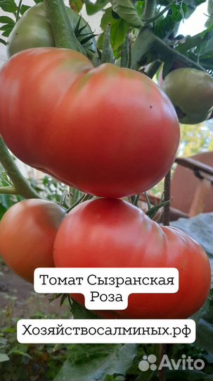 Семена сызранской помидоры Коллекция лучших сортов