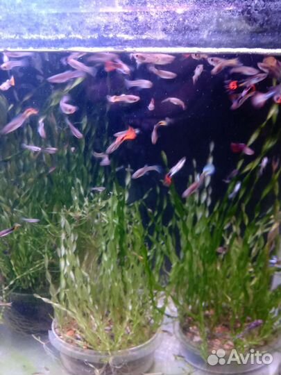 Водросли валиснерия для аквариума,рыбки гуппи