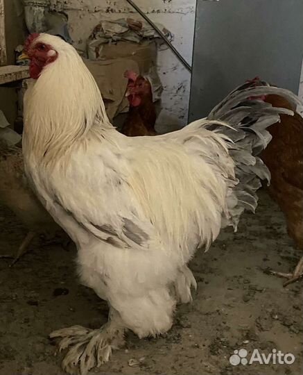 Петух брама